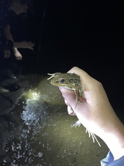 Lithobates taylori