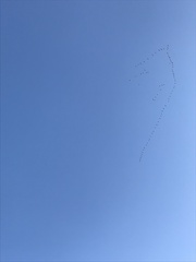 Anser brachyrhynchus
