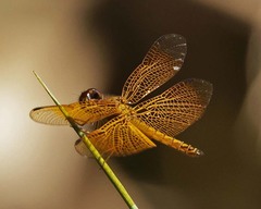 Perithemis parzefalli