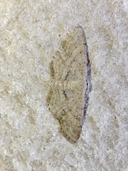 Idaea belemiata