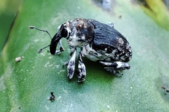 Peridinetus irroratus