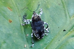 Peridinetus irroratus