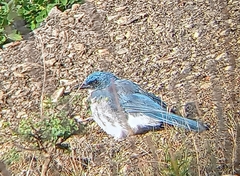 Aphelocoma wollweberi