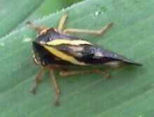 Smilia camelus