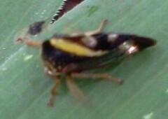 Smilia camelus