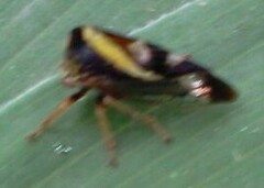 Smilia camelus