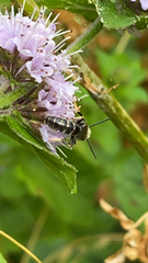 Halictus