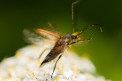 Pseudovadonia livida