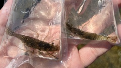 Crangon septemspinosa