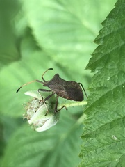 Coreus marginatus