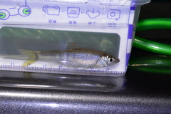 Opsariichthys evolans