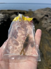 Crangon septemspinosa