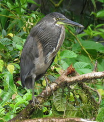 Tigrisoma