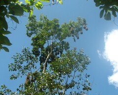 Psarocolius montezuma