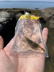 Crangon septemspinosa