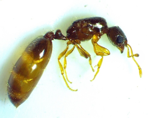 Texas Thief Ant photo 5