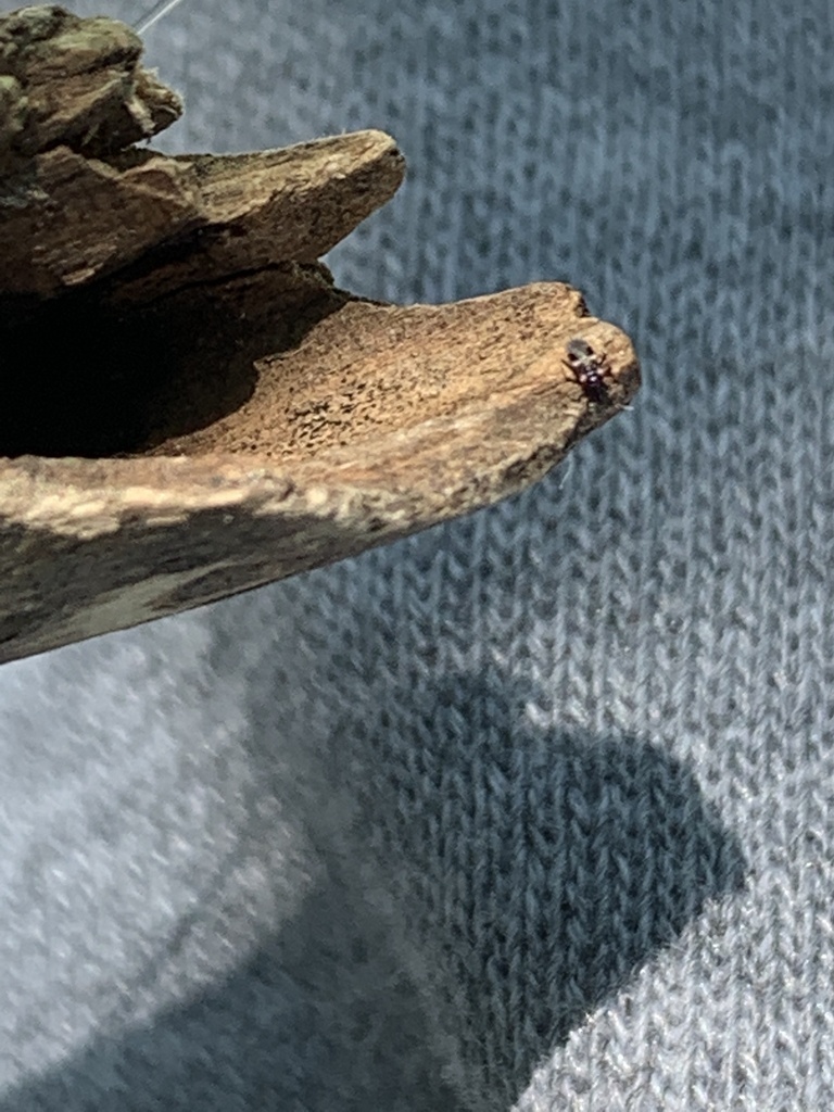 Scarborough Insect Insects from University of Toronto - Scarborough, Toronto, ON, CA on ...