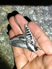 Sphinx perelegans