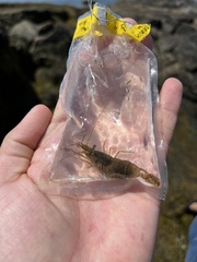 Crangon septemspinosa