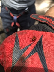 Dictyoptera