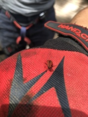 Dictyoptera
