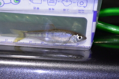 Opsariichthys evolans