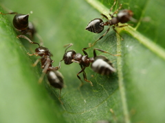 Crematogaster vermiculata