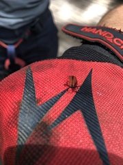 Dictyoptera
