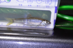 Opsariichthys evolans