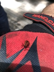 Dictyoptera