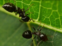 Crematogaster vermiculata