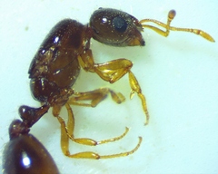Solenopsis abdita