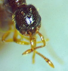 Solenopsis abdita