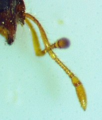 Solenopsis abdita