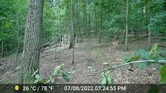 Odocoileus virginianus