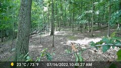 Odocoileus virginianus