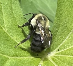 Bombus impatiens