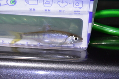 Opsariichthys evolans