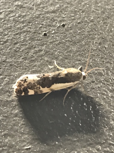 Narrow-winged Midget