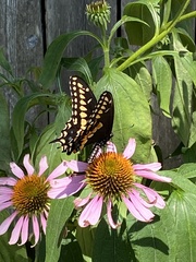 Papilio polyxenes