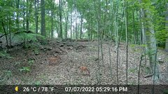 Odocoileus virginianus