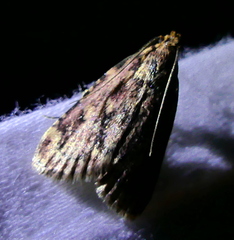Aglossa