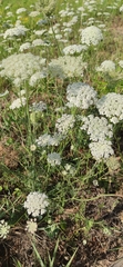 Daucus carota
