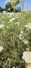 Daucus carota