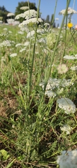 Daucus carota