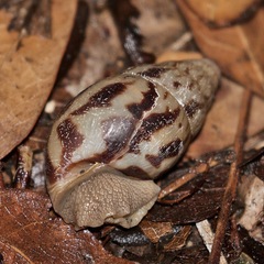 Limicolaria flammea