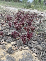 Sedum vinicolor