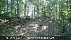 Odocoileus virginianus