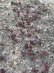 Sedum vinicolor