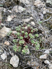 Sedum vinicolor